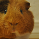 Illustration for article titled Shooting Challenge Pets Gallery 6